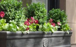 Dwarf English Boxwood - 6 Pack Of 1 Gallon Pots -Trees And Plants Boxwood Dwarf English 2 2