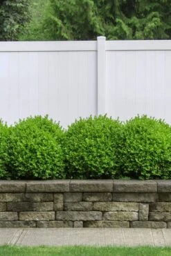 Dwarf English Boxwood - 1 Gallon Pot -Trees And Plants Boxwood Dwarf English 3 1