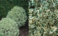 Dwarf Variegated Boxwood - 1 Gallon Pot -Trees And Plants Boxwood Dwarf Variegated 50 2