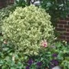 Dwarf Variegated Boxwood - 3 Gallon Pot -Trees And Plants Boxwood Dwarf Variegated 500x750 4
