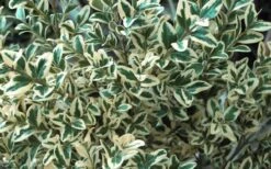 Dwarf Variegated Boxwood - 1 Gallon Pot -Trees And Plants Boxwood Dwarf Variegated 51 2