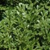Franklins Gem Dwarf Boxwood - 3 Gallon Pot -Trees And Plants Boxwood Franklins Dwarf BS 1