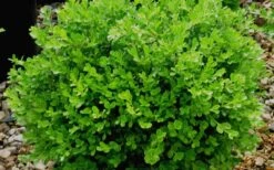Franklins Gem Dwarf Boxwood - 3 Gallon Pot -Trees And Plants Boxwood Franklins Gem 1