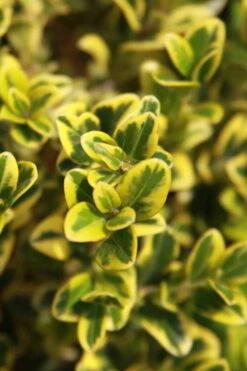 Golden Triumph Variegated Dwarf Boxwood - 3 Gallon Pot -Trees And Plants Boxwood Golden Triumph 3 1