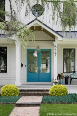 Golden Triumph Variegated Dwarf Boxwood - 3 Gallon Pot -Trees And Plants Boxwood Golden Triumph 7 1