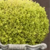 Golden Triumph Variegated Dwarf Boxwood - 3 Gallon Pot -Trees And Plants Boxwood Golden Triumph 9 1