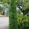 Graham Blandy Columnar Boxwood - 5 Gallon Pot -Trees And Plants Boxwood Graham Blandy 1 3