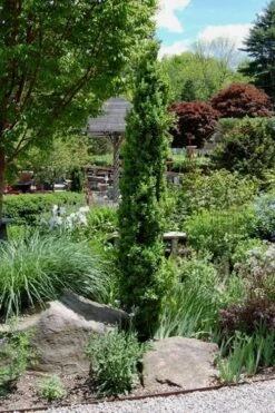 Graham Blandy Columnar Boxwood - 6 Pack Of 1 Gallon Pots -Trees And Plants Boxwood Graham Blandy 2