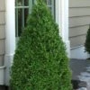 Green Mountain Boxwood - 6 Pack Of 2.5 Quart Pots -Trees And Plants Boxwood Green Mountain 11 2