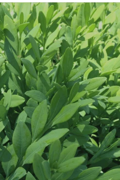 Green Mountain Boxwood - 2 Gallon Pot -Trees And Plants Boxwood Green Mountain 12 3