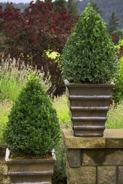 Green Mountain Boxwood - 6 Pack Of 1 Gallon Pots -Trees And Plants Boxwood Green Mountain 23 1