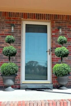 Common Boxwood 3-Ball Poodle Tier Topiary (Buxus Sempervirens) - 5 Gallon Pot -Trees And Plants Boxwood Green Mountain 3 Ball Poodle Tier 3