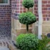 Common Boxwood 3-Ball Poodle Tier Topiary (Buxus Sempervirens) - 5 Gallon Pot -Trees And Plants Boxwood Green Mountain 3 Ball Poodle Tier 4