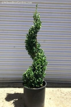 Green Mountain Boxwood Spiral Topiary - 5 Gallon Pot -Trees And Plants Boxwood Green Mountain Spiral 1
