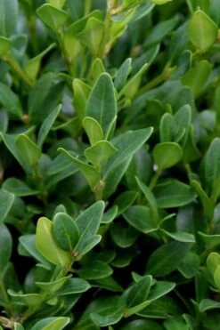 Green Velvet Boxwood - 1 Gallon Pot -Trees And Plants Boxwood Green Velvet 1 1