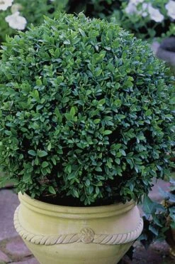Green Velvet Boxwood - 1 Gallon Pot -Trees And Plants Boxwood Green Velvet 3 1
