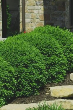 Green Velvet Boxwood - 1 Gallon Pot -Trees And Plants Boxwood Green Velvet 7 1