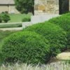 Green Velvet Boxwood - 6 Pack Of 1 Gallon Pots -Trees And Plants Boxwood Green Velvet 8 2