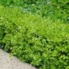 Japanese Boxwood (Buxus Microphylla) - 7 Gallon Pot -Trees And Plants Boxwood Japanese 500x750 2