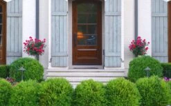 Japanese Boxwood - Buxus Microphylla - 3 Gallon Pot -Trees And Plants Boxwood Japanese Entryway 2