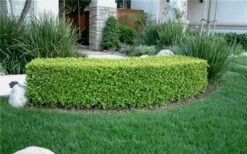Japanese Boxwood (Buxus Microphylla) - 7 Gallon Pot -Trees And Plants Boxwood Japanese Hedge 1