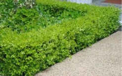 Japanese Boxwood - Buxus Microphylla - 3 Gallon Pot -Trees And Plants Boxwood Japanese Hedge 2 2