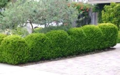 Japanese Boxwood - Buxus Microphylla - 3 Gallon Pot -Trees And Plants Boxwood Japanese Hedge 3 2