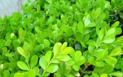 Japanese Boxwood - Buxus Microphylla - 3 Gallon Pot -Trees And Plants Boxwood Japanese Leaves Closeup 2