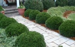 Justin Brouwers Dwarf Boxwood - 1 Gallon Pot -Trees And Plants Boxwood Justin Brouwers In Landscape