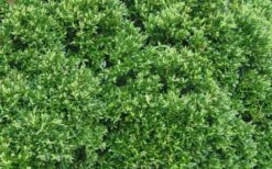 Justin Brouwers Dwarf Boxwood - 1 Gallon Pot -Trees And Plants Boxwood Justin Brouwers Leaves