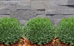 Korean Dwarf Boxwood - Buxus Sinica Var. Insularis 'Nana' - 6 Pack Of 1 Gallon Pots -Trees And Plants Boxwood Korean Dwarf Insularis Nana 2