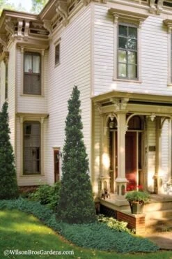 Pyramid Boxwood (Buxus Sempervirens 'Pyramidalis) - 1 Gallon Pot -Trees And Plants Boxwood Pyramidalis 11