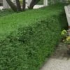 Wintergreen Boxwood - 3 Gallon Pot -Trees And Plants Boxwood Wintergreen 10 3