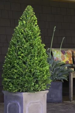 Wintergreen Boxwood - 6 Pack Of 1 Gallon Pots -Trees And Plants Boxwood Wintergreen 11