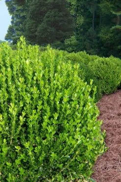 Wintergreen Boxwood - 1 Gallon Pot -Trees And Plants Boxwood Wintergreen 500x750 2