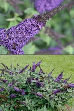 Pugster Blue Butterfly Bush - Buddleia - 2 Gallon Pot -Trees And Plants Butterfly Bush Pugster Blue 1