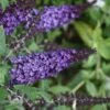 Pugster Blue Butterfly Bush - Buddleia - 2 Gallon Pot -Trees And Plants Butterfly Bush Pugster Blue 2