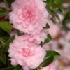 October Magic Pink Perplexion Camellia - 1 Gallon Pot -Trees And Plants Caellia Pink Perplexion 500x750 1