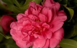 Alabama Beauty Camellia Sasanqua - 1 Gallon Pot -Trees And Plants Camellia Alabama Beauty 50