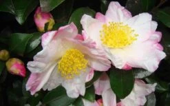 Apple Blossom Camellia Sasanqua - 3 Gallon Pot 12 Apple Blossom Camellia Sasanqua - 3 Gallon Pot -Trees And Plants Camellia Apple Blossom 1 1
