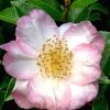 Apple Blossom Camellia Sasanqua - 3 Gallon Pot -Trees And Plants Camellia Apple Blossom 11 1