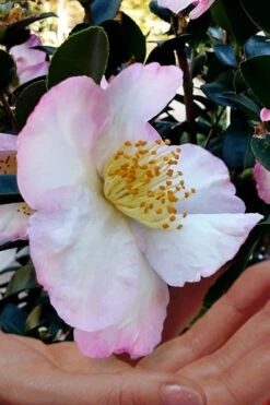 Apple Blossom Camellia Sasanqua - 1 Gallon Pot 11 Apple Blossom Camellia Sasanqua - 1 Gallon Pot -Trees And Plants Camellia Apple Blossom 6