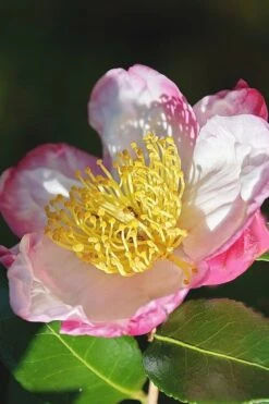 Apple Blossom Camellia Sasanqua - 1 Gallon Pot 13 Apple Blossom Camellia Sasanqua - 1 Gallon Pot -Trees And Plants Camellia Apple Blossom 7