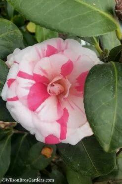 April Dawn Cold Hardy Camellia Japonica - 3 Gallon Pot -Trees And Plants Camellia April Dawn 10