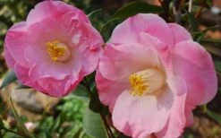 April Remembered Cold Hardy Pink Camellia Japonica - 1 Gallon Pot -Trees And Plants Camellia April Remembered 1