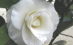 April Snow Camellia Japonica - 1 Gallon Pot -Trees And Plants Camellia April Snow 1