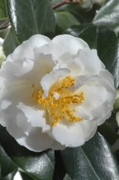 April Snow Camellia Japonica - 3 Gallon Pot -Trees And Plants Camellia April Snow 13 1
