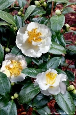 April Snow Camellia Japonica - 1 Gallon Pot -Trees And Plants Camellia April Snow 14