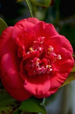 April Tryst Camellia Japonica - 1 Gallon Pot -Trees And Plants Camellia April Tryst 3