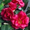 Bella Rouge Camellia Sasanqua | 1 Gallon Pot 1 Bella Rouge Camellia Sasanqua | 1 Gallon Pot -Trees And Plants Camellia Bella Rouge 10 1